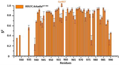 Impact of a Single Nucleotide Polymorphism on the 3D Protein Structure and Ubiquitination Activity of E3 Ubiquitin Ligase Arkadia